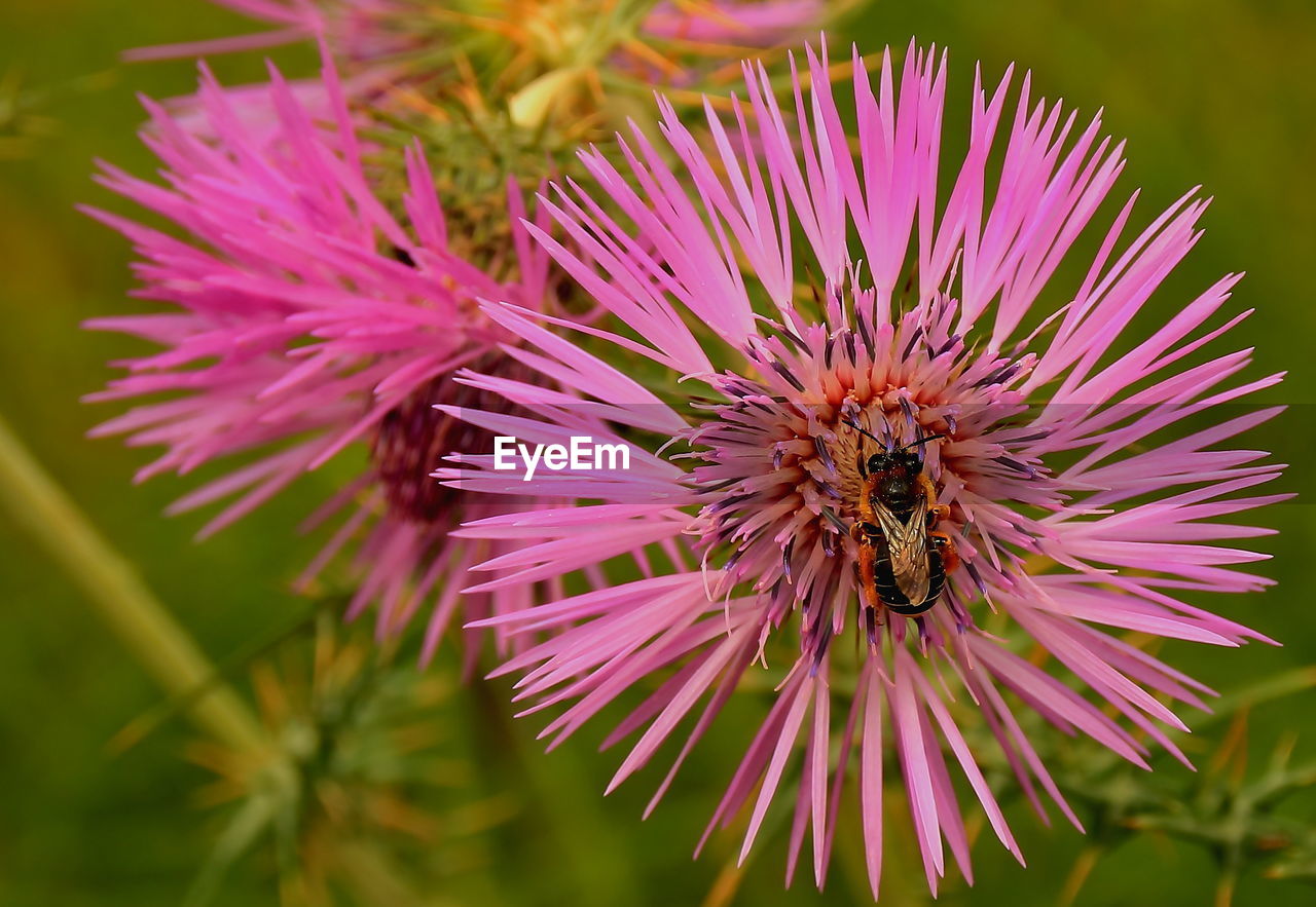 Close-up of pink thistle flower