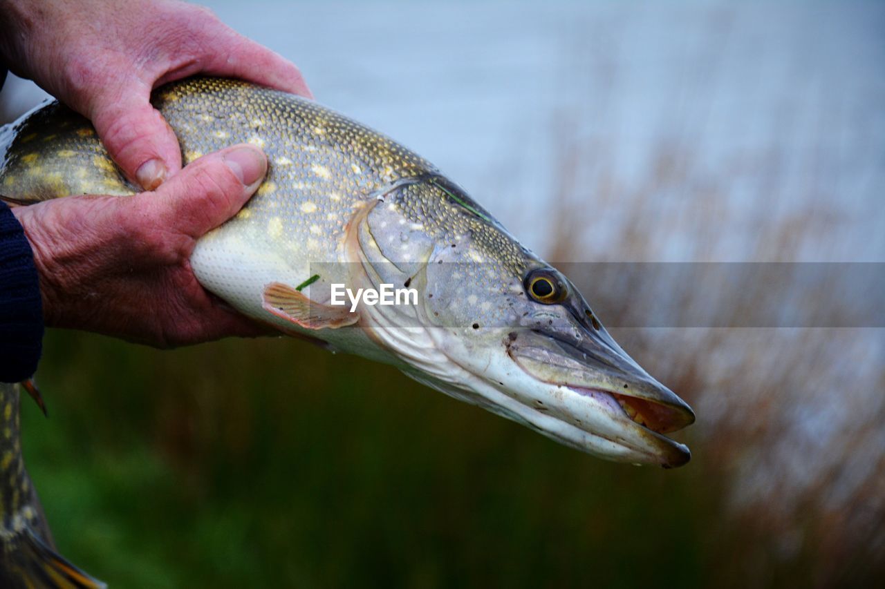 Close-up of human hand holding dead fish