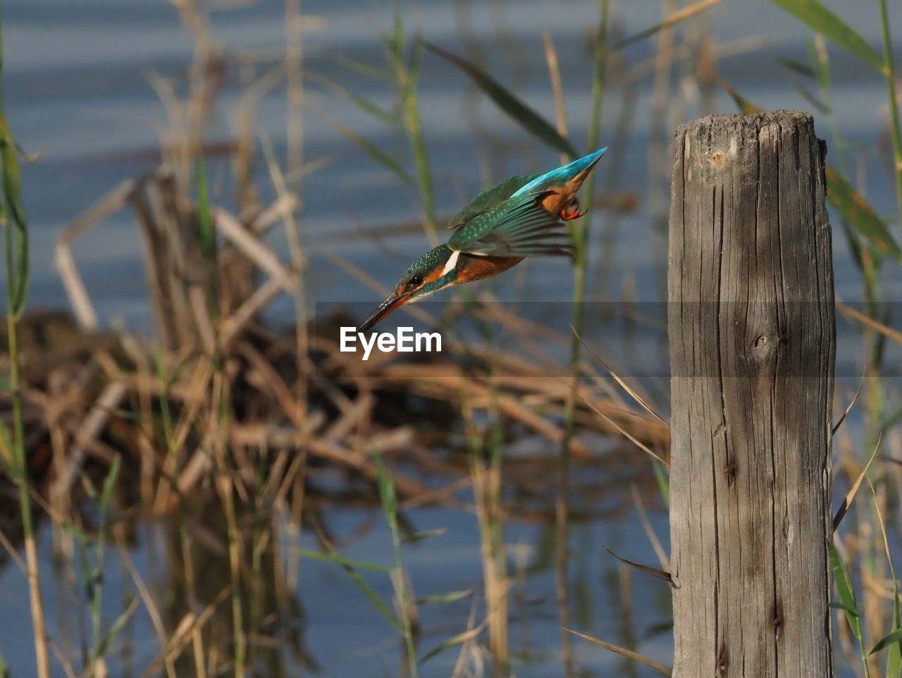 VIEW OF BIRD PERCHING ON WOODEN POST