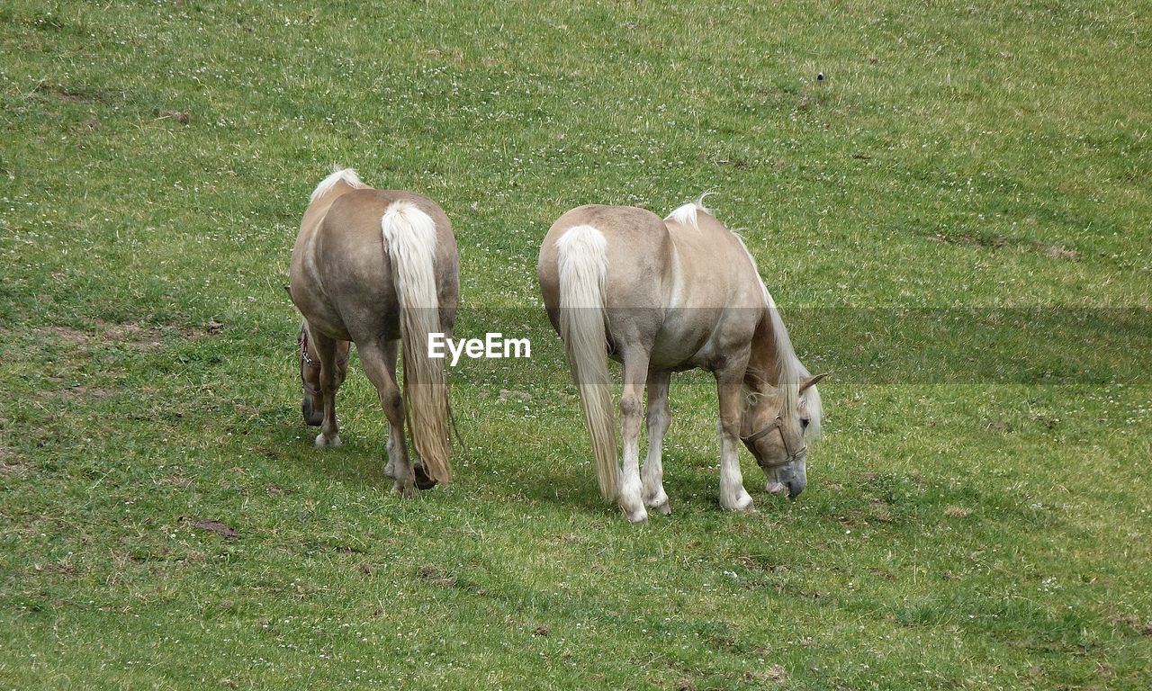 grass, animal, animal themes, mammal, horse, domestic animals, plant, field, livestock, land, green, pet, mare, group of animals, pasture, grazing, nature, no people, agriculture, day, two animals, foal, herd, meadow, animal wildlife, grassland, herbivorous, growth, young animal, outdoors, standing, plain, high angle view