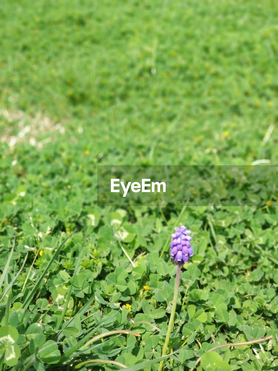 CLOSE-UP OF PURPLE FLOWERS ON FIELD