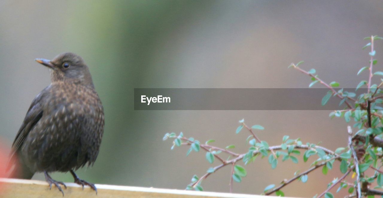 CLOSE-UP OF BIRD PERCHING ON TREE