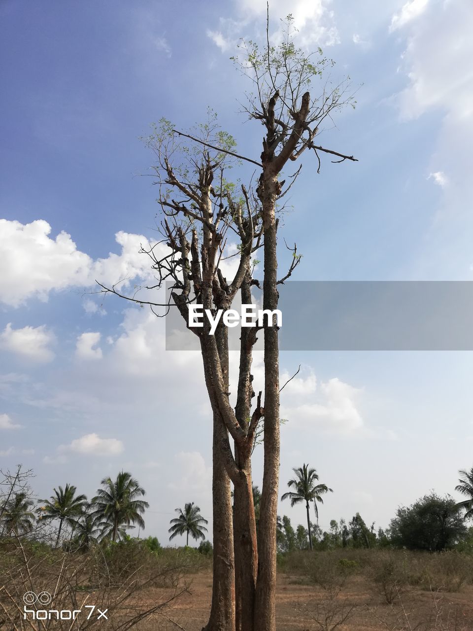 VIEW OF TREE AGAINST SKY