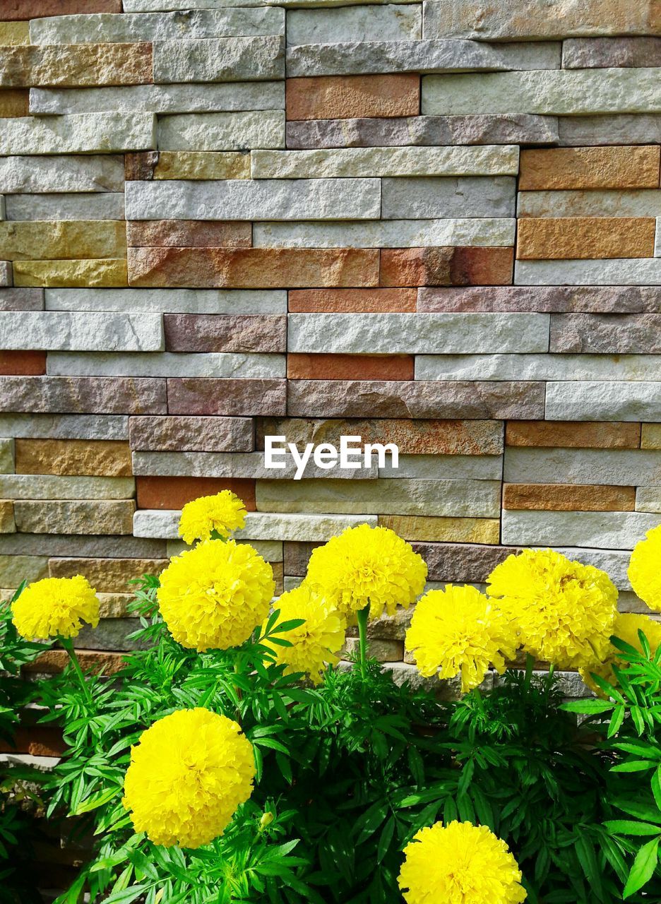 YELLOW FLOWERS BLOOMING OUTDOORS