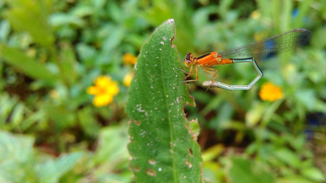 Close-up of insect on plant