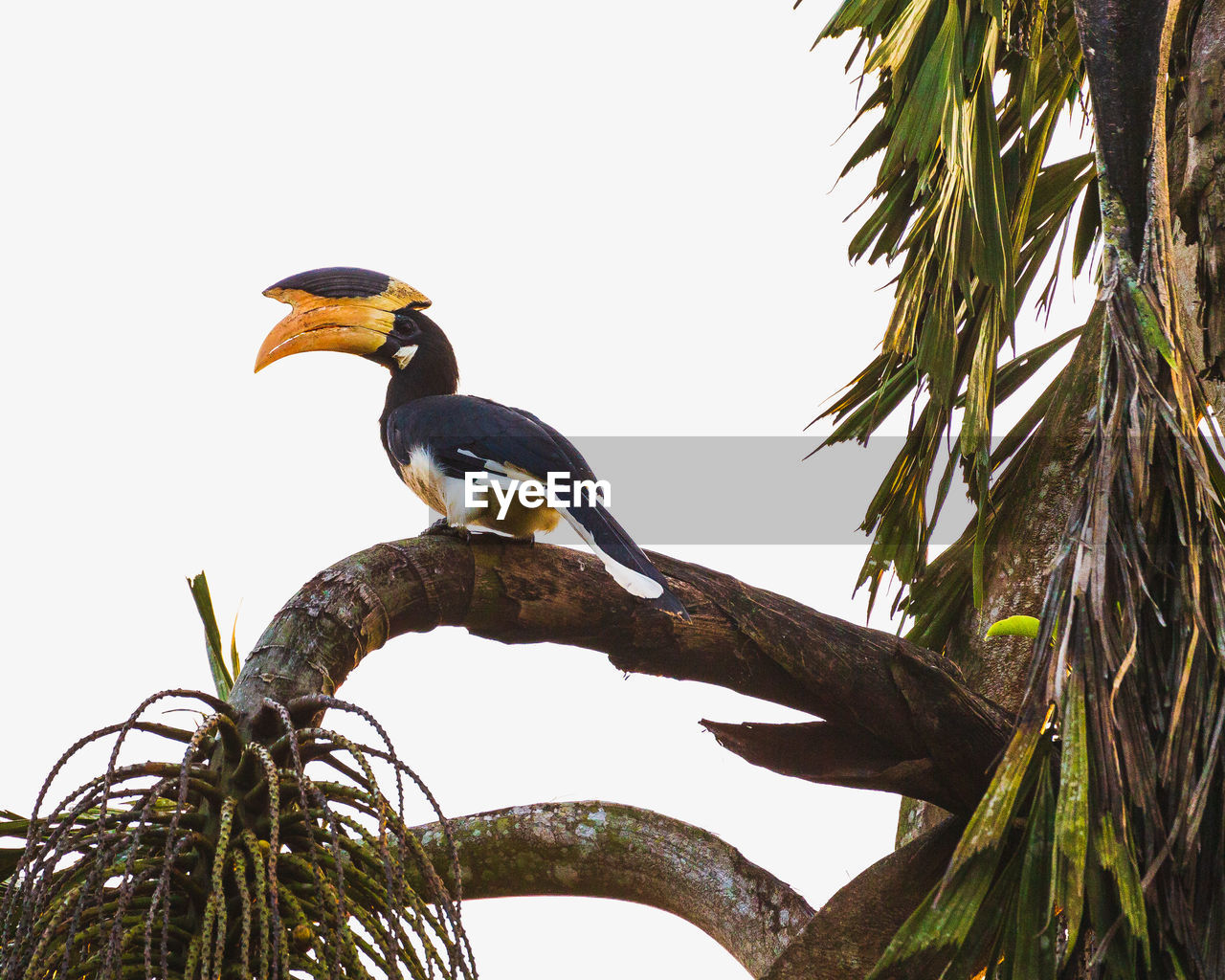 LOW ANGLE VIEW OF BIRD PERCHING ON BRANCH