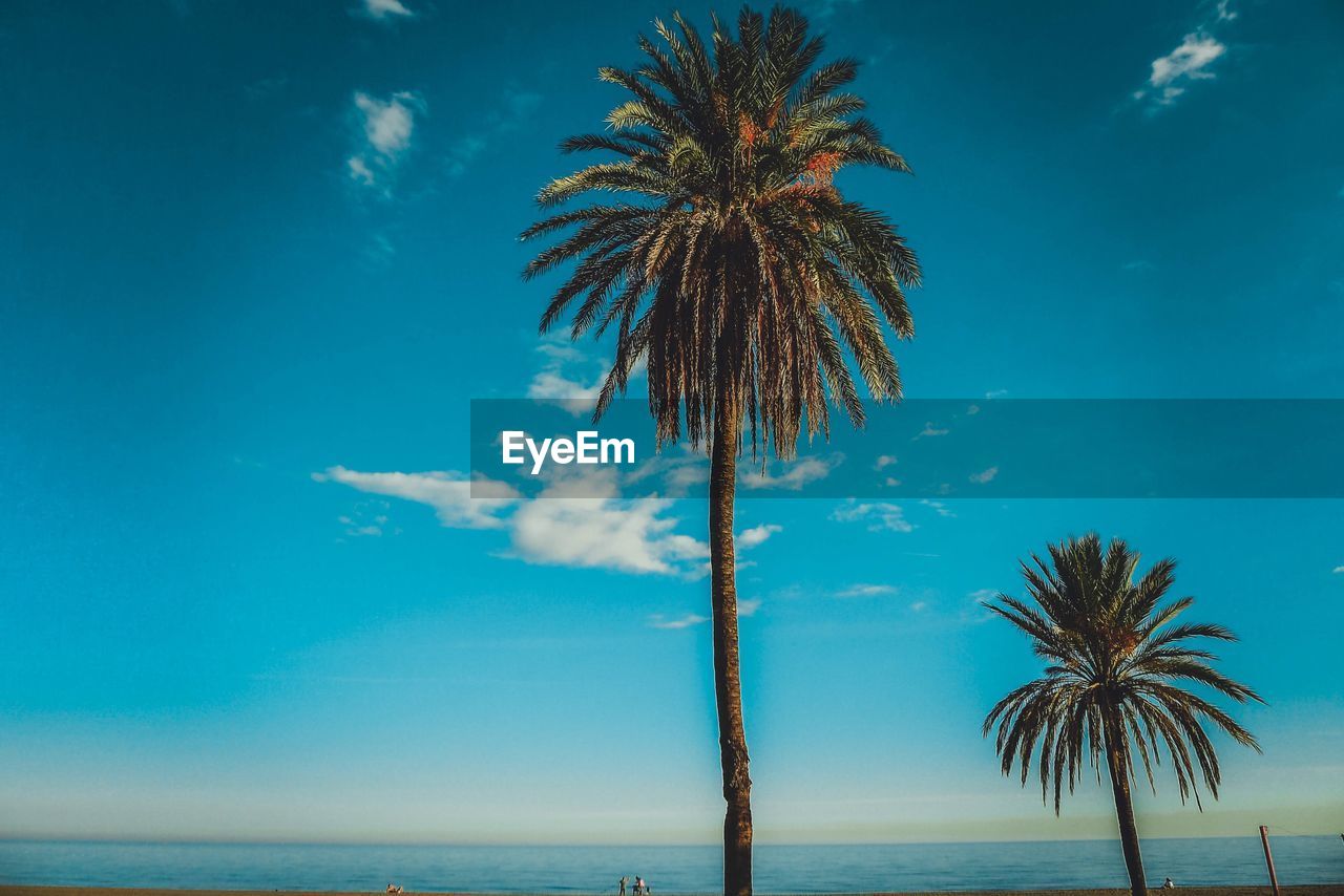 Low angle view of palm trees against blue sky