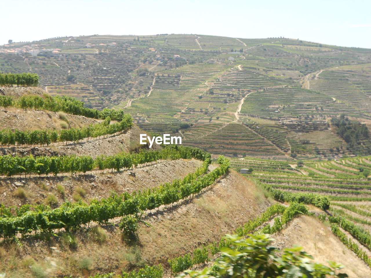 Scenic view of vineyards on mountains