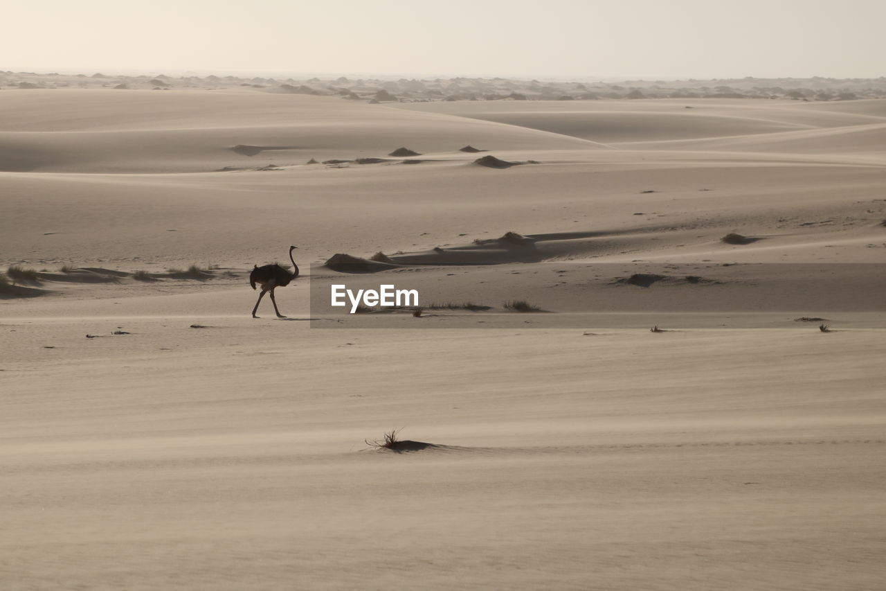 Ostrich at namib desert against sky