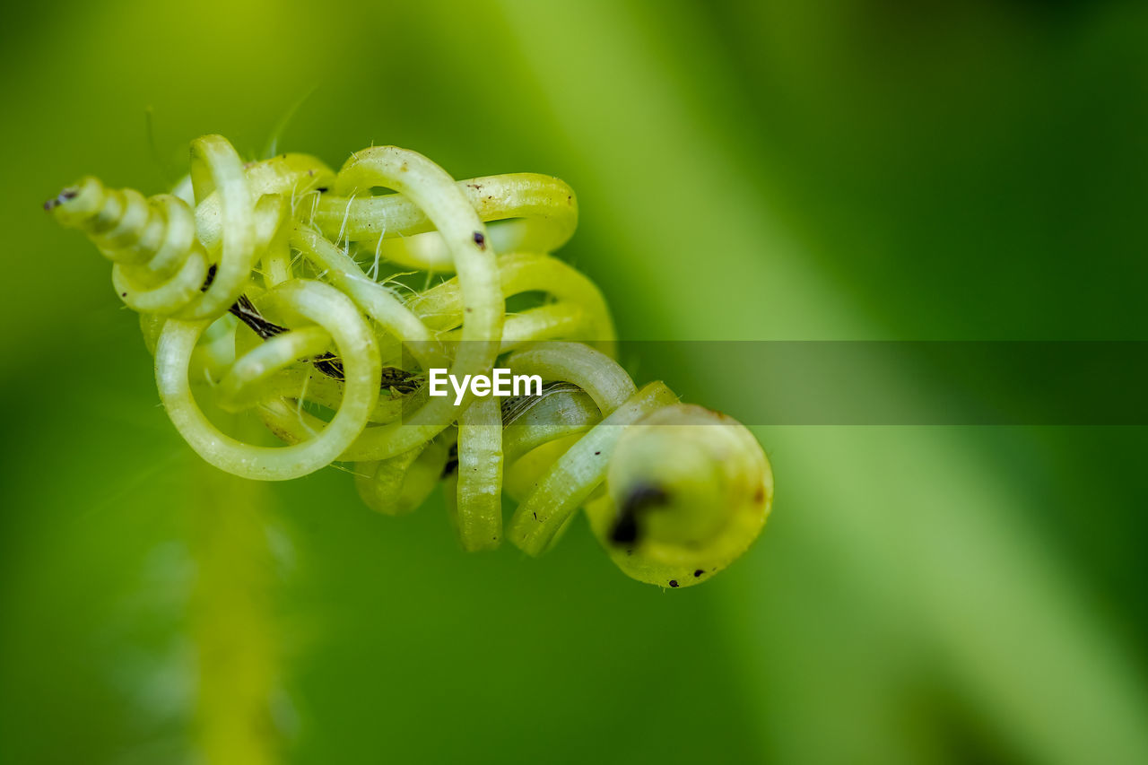 Close-up of green plant