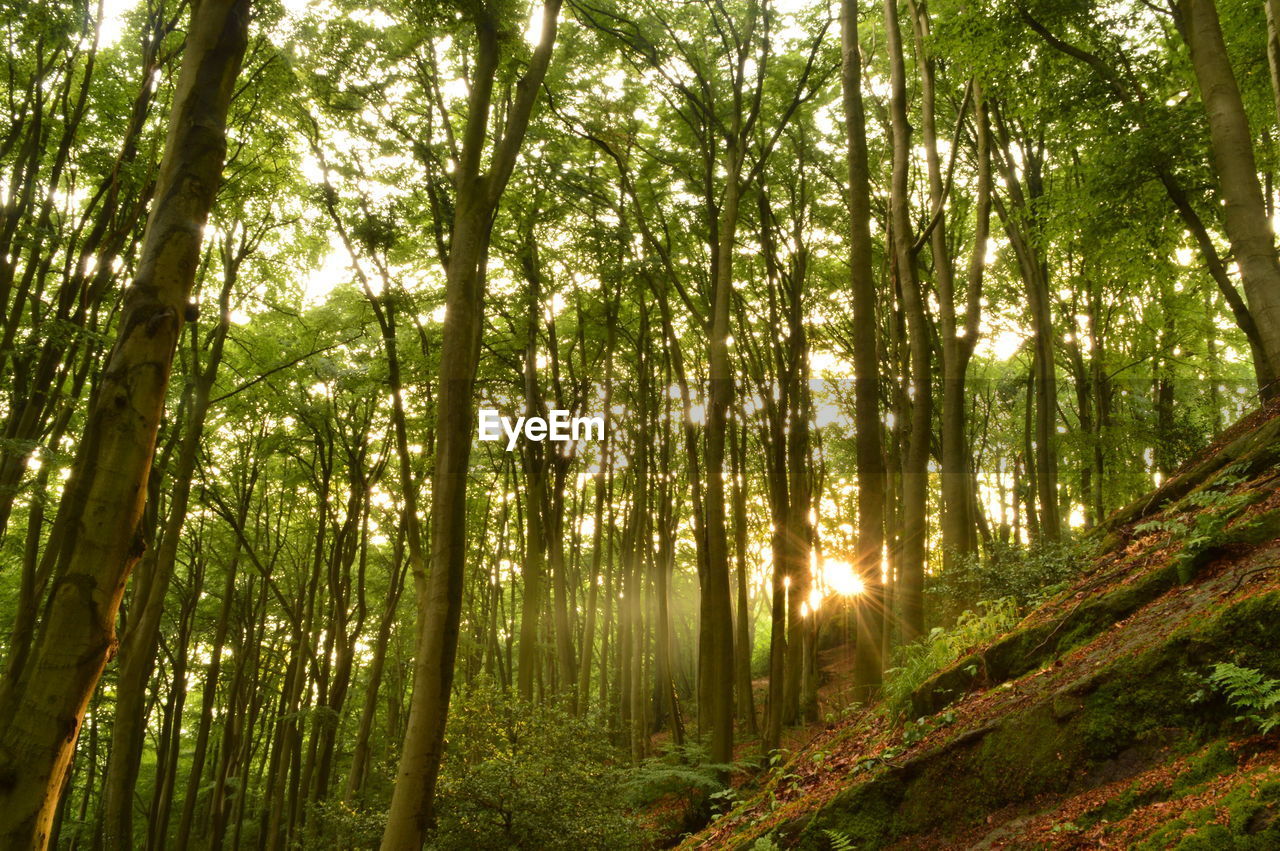 LOW ANGLE VIEW OF SUNLIGHT STREAMING THROUGH TREES