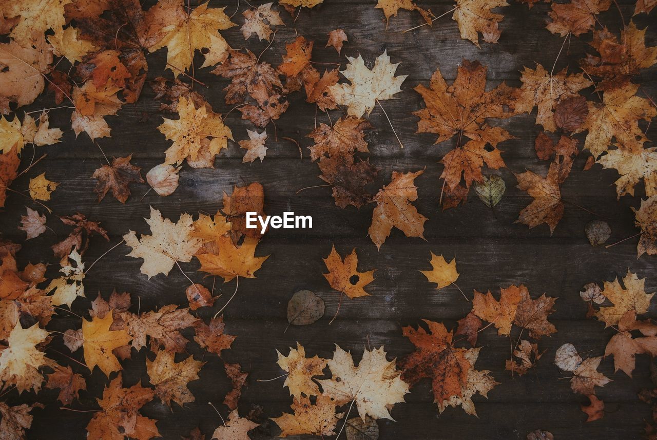 HIGH ANGLE VIEW OF AUTUMN LEAVES ON ORANGE