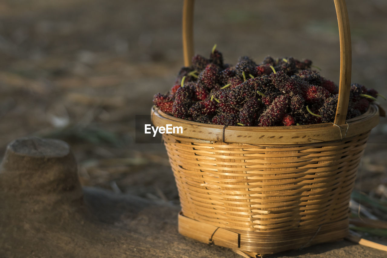 CLOSE-UP OF FRESH FRUITS IN BASKET AGAINST PLANTS