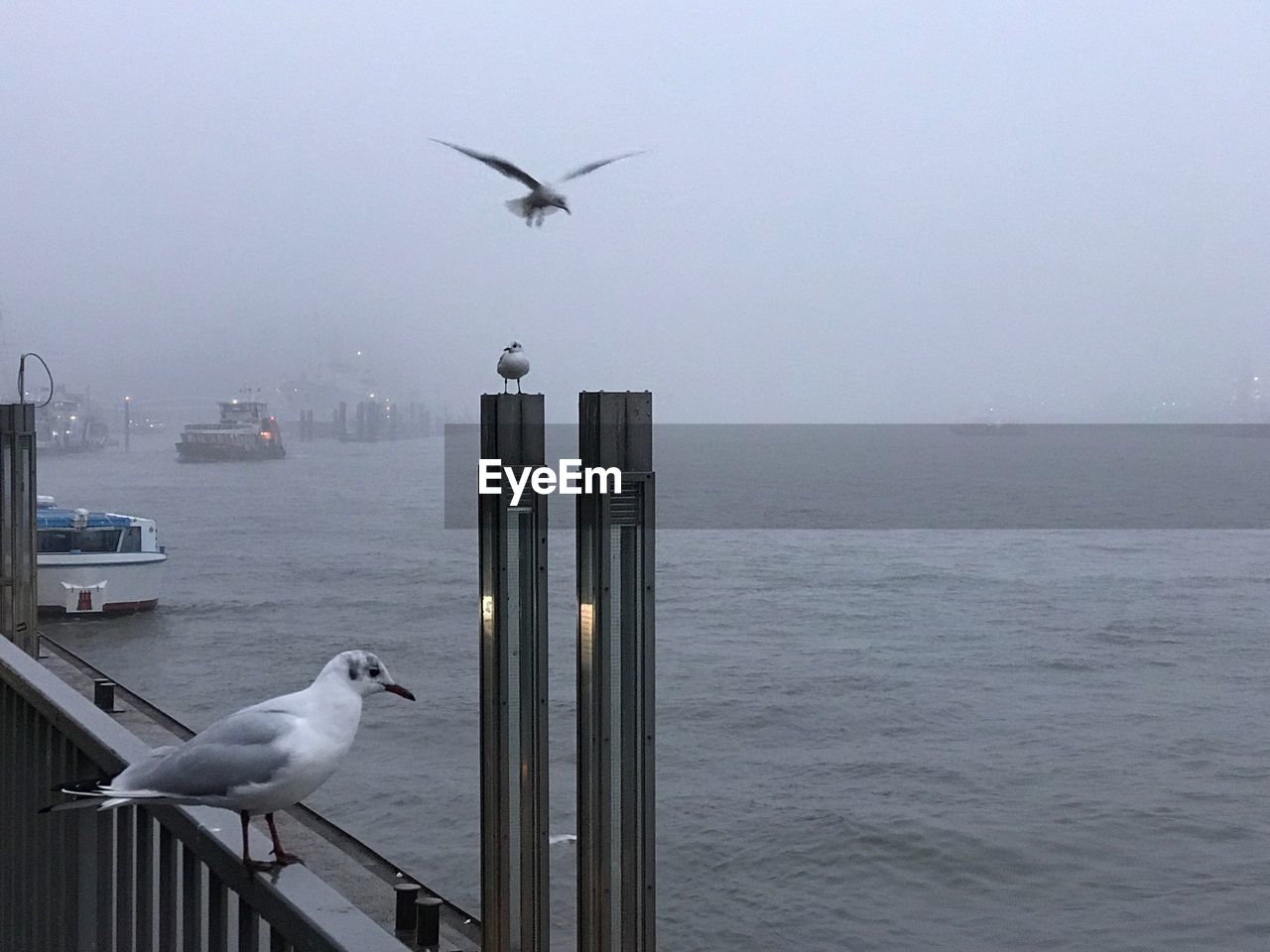 Seagull perching on railing by sea in city