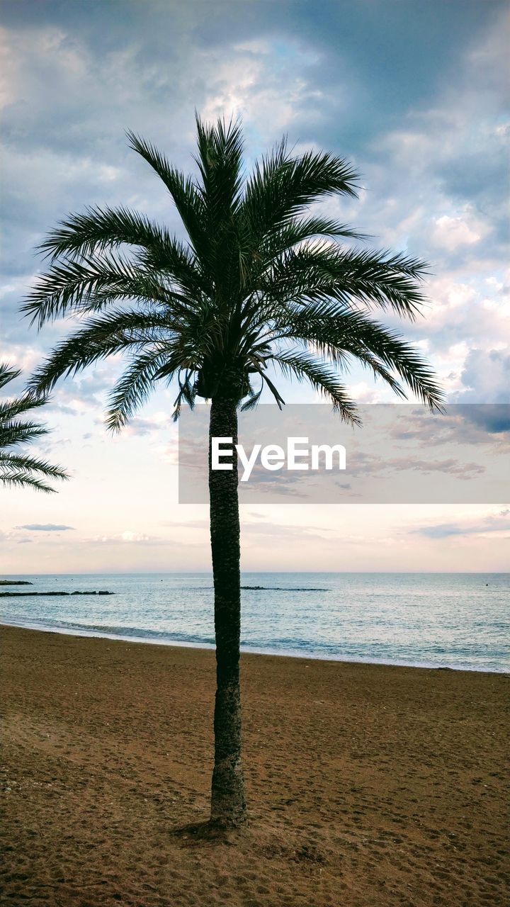 COCONUT PALM TREE ON BEACH AGAINST SKY