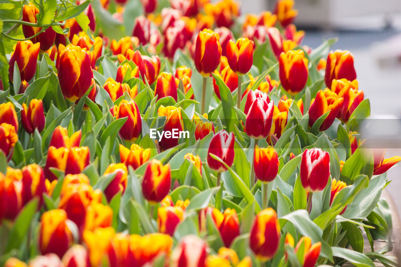 CLOSE-UP OF FRESH TULIPS IN BLOOM