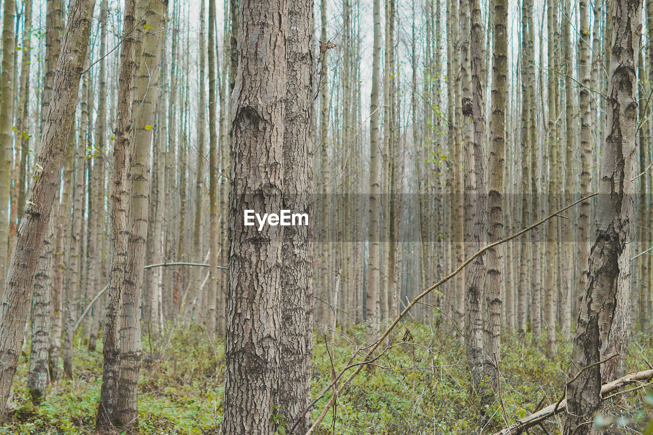 PINE TREE IN FOREST