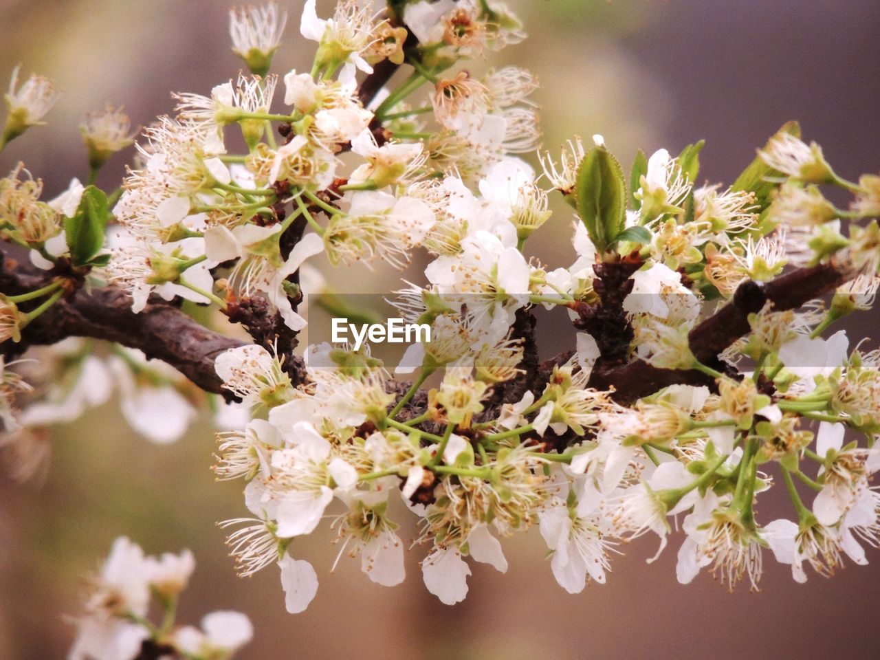 Close-up of white cherry blossom tree