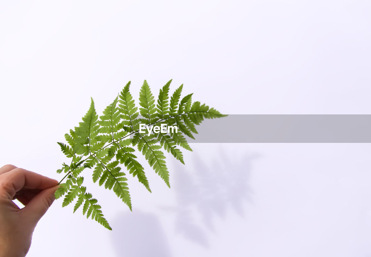 Fern leaf i