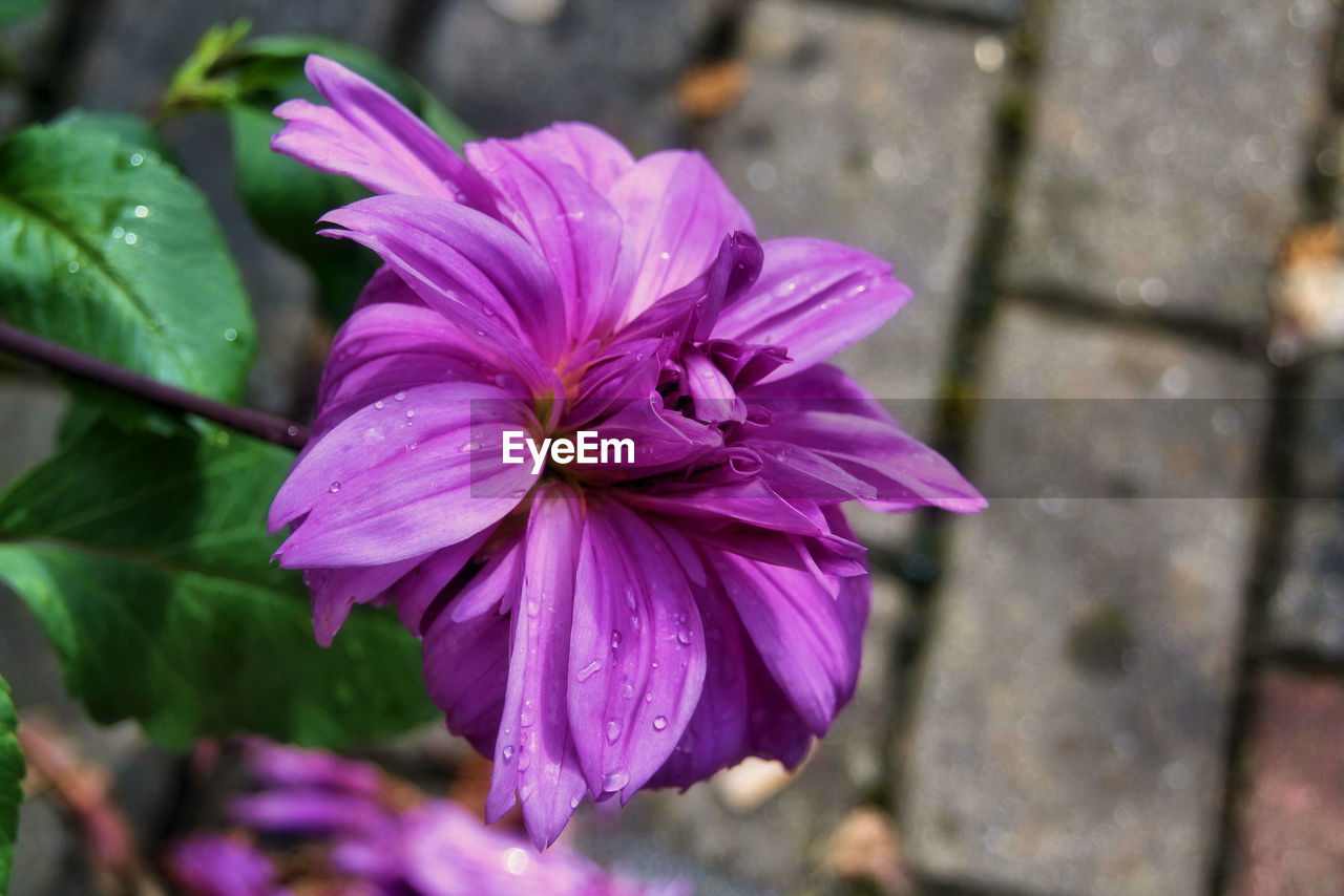 CLOSE-UP OF PURPLE FLOWERS BLOOMING OUTDOORS