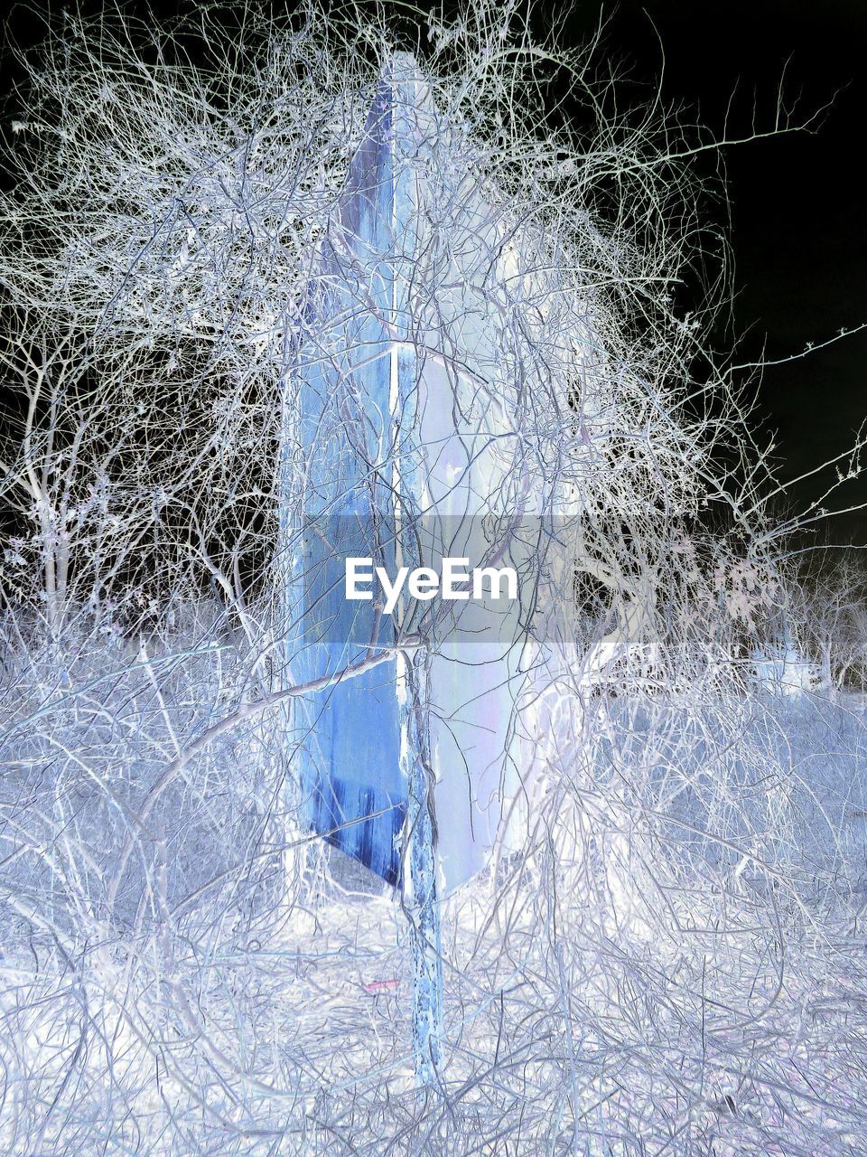 VIEW OF BARE TREES ON LAND