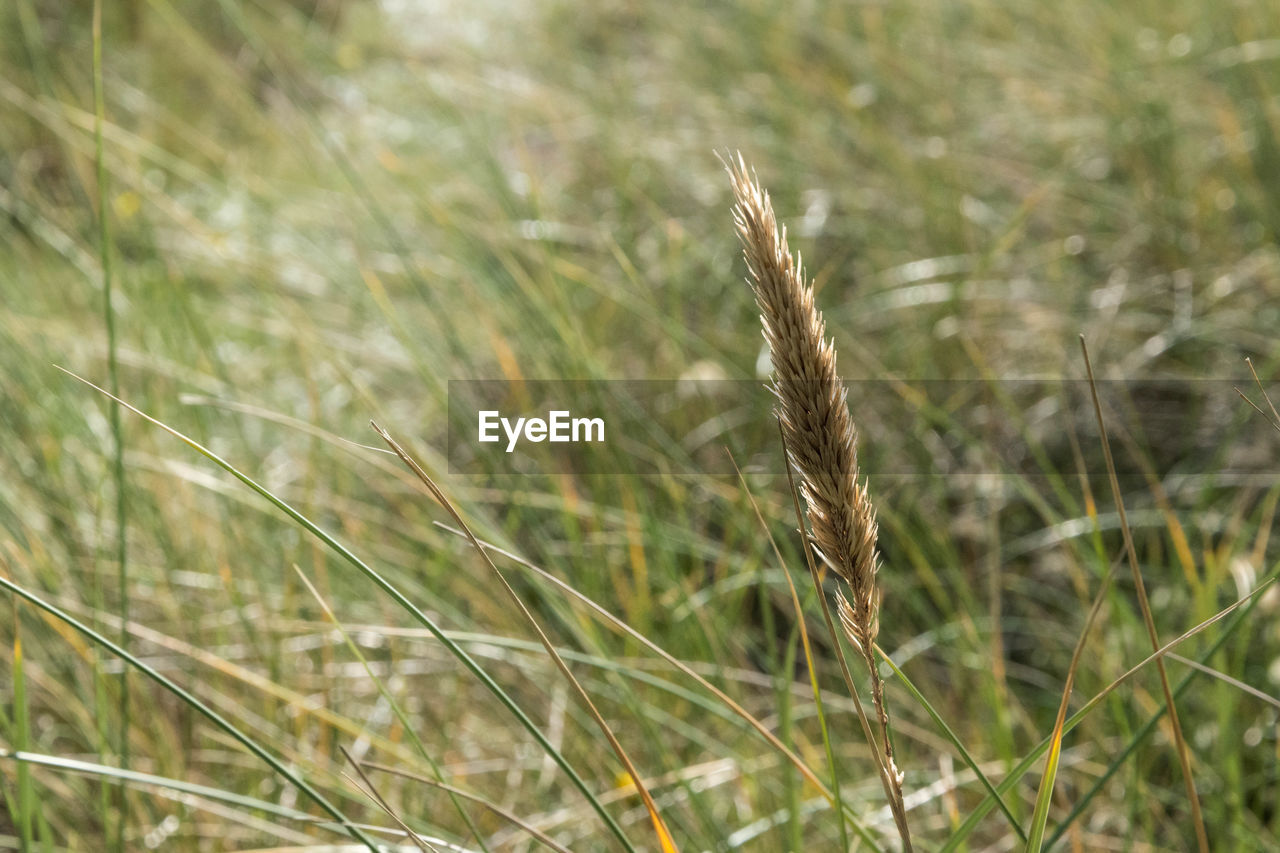 Close-up of wheat growing on field