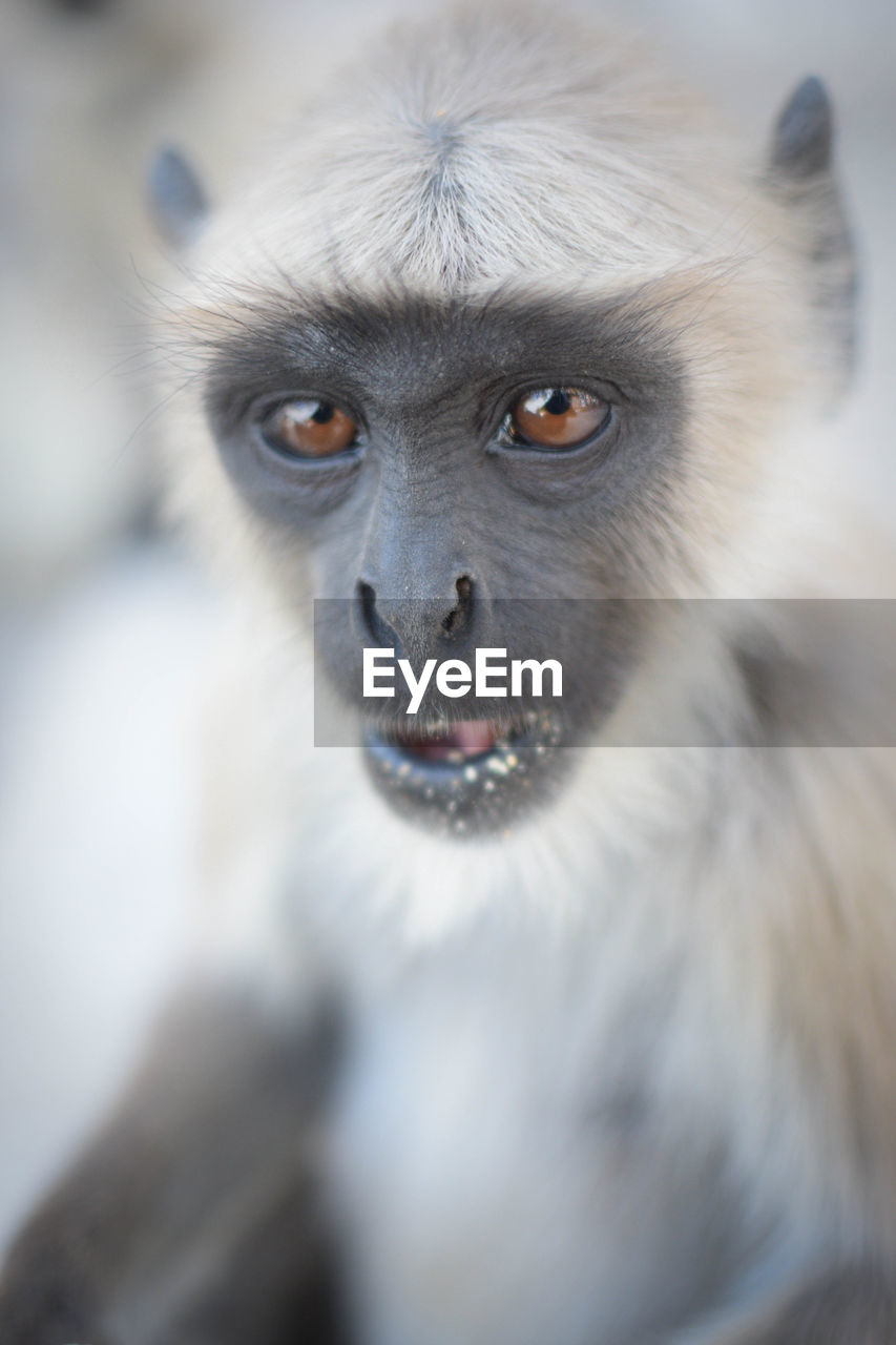 Close-up portrait of langur