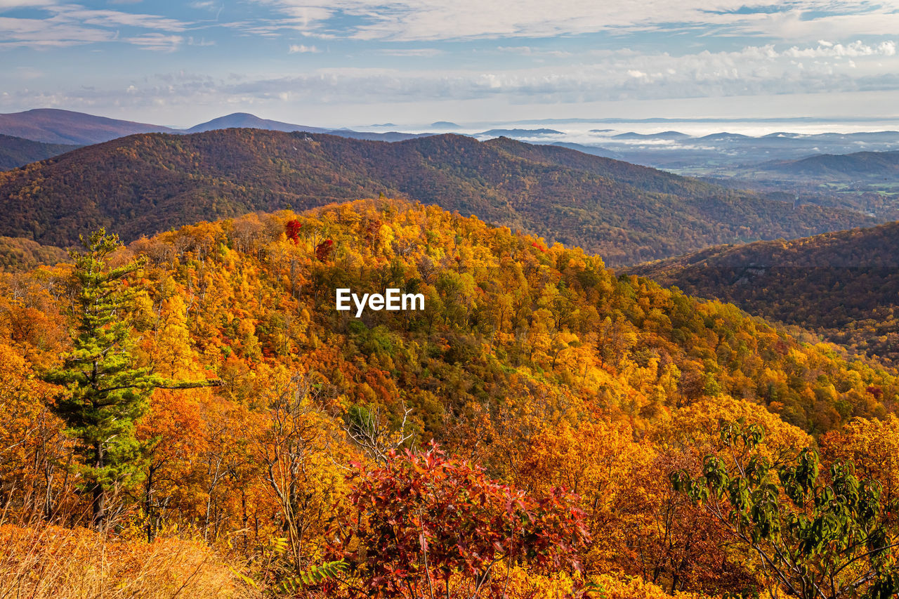 SCENIC VIEW OF TREES ON LANDSCAPE AGAINST SKY