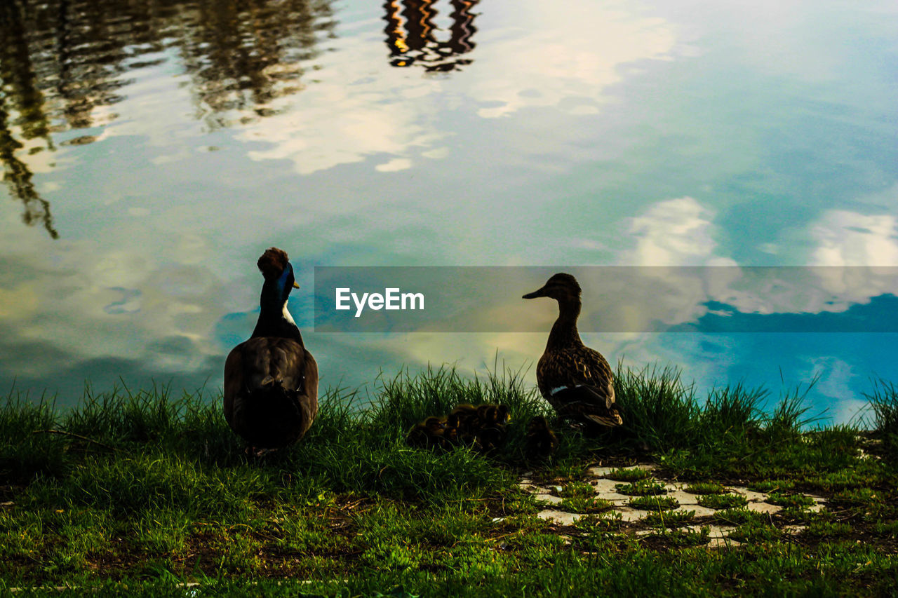 TWO DUCKS IN LAKE