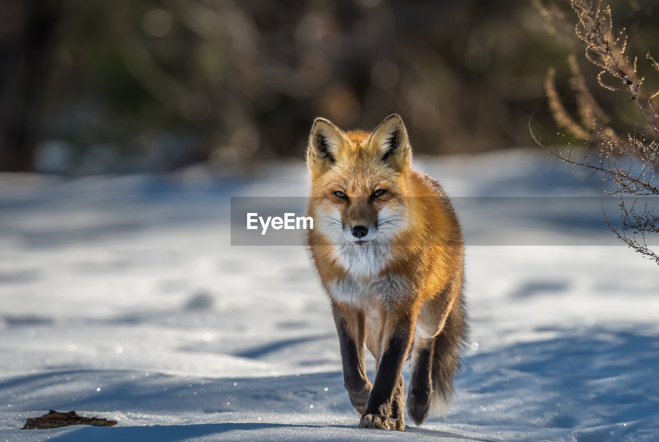 Portrait of an animal on snow