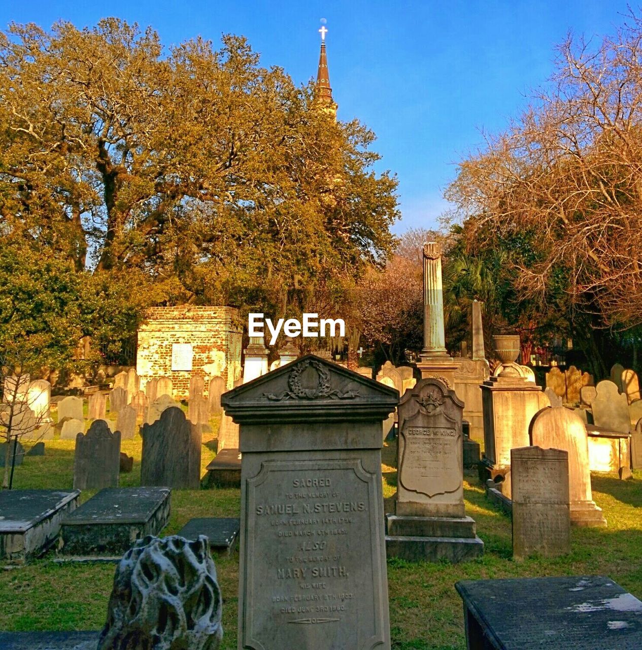 TREES IN CEMETERY