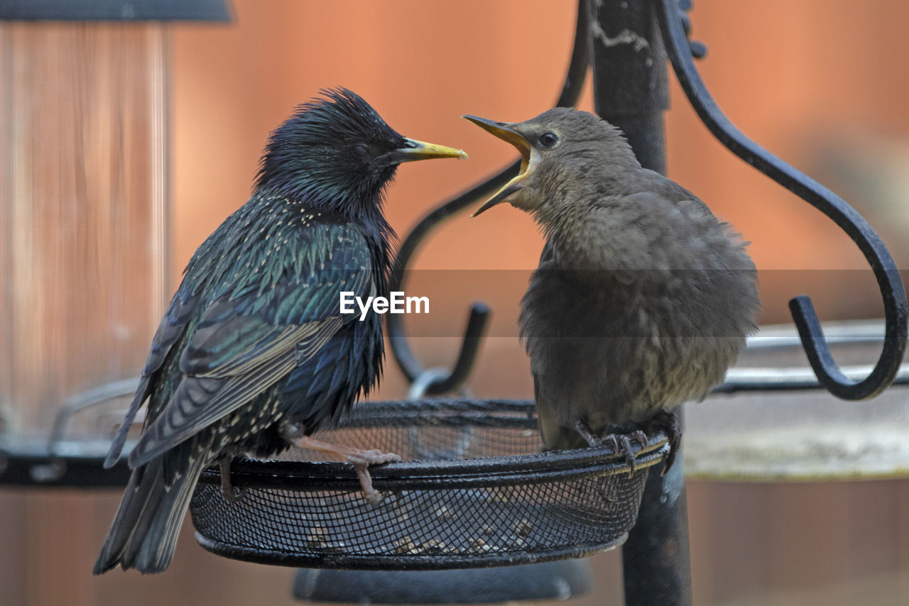 Close-up of starlings perching on a bird feeder