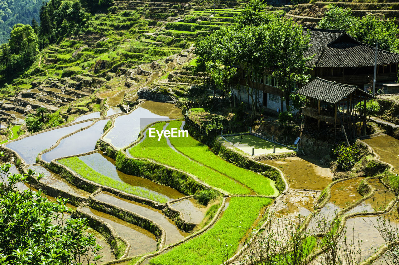 HIGH ANGLE VIEW OF RICE PADDY