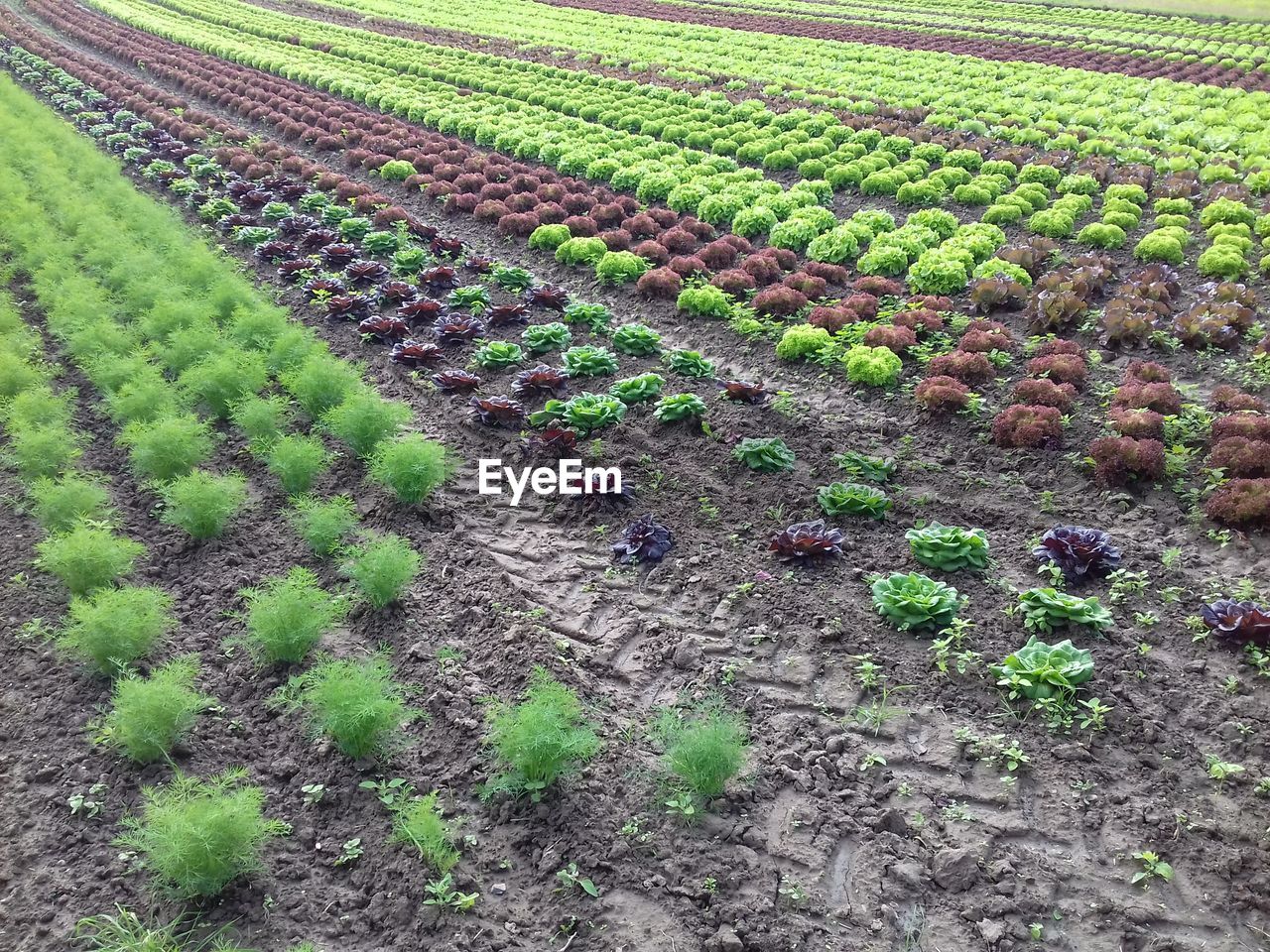 HIGH ANGLE VIEW OF FARM