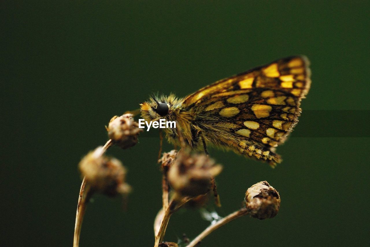 Close-up of butterfly on flower