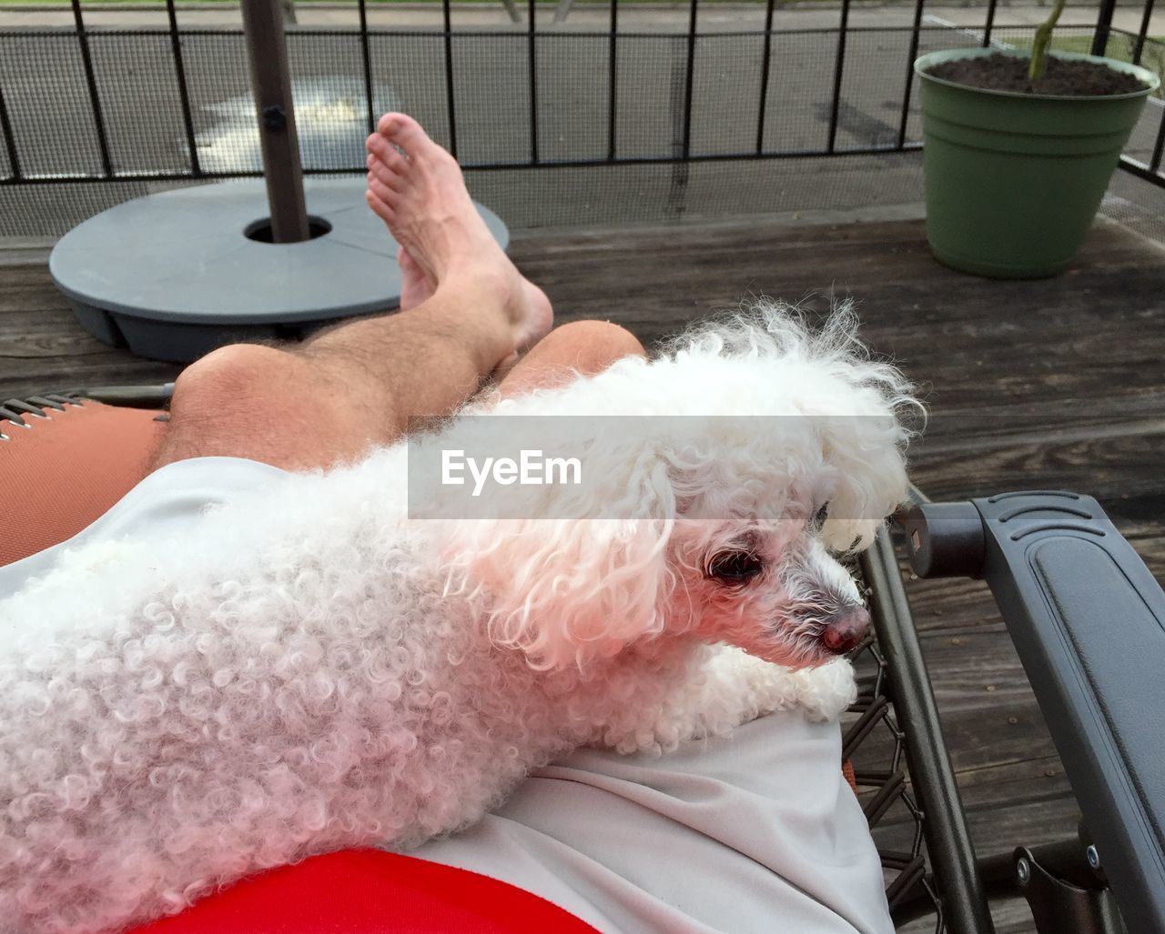 High angle view of poodle lying on man