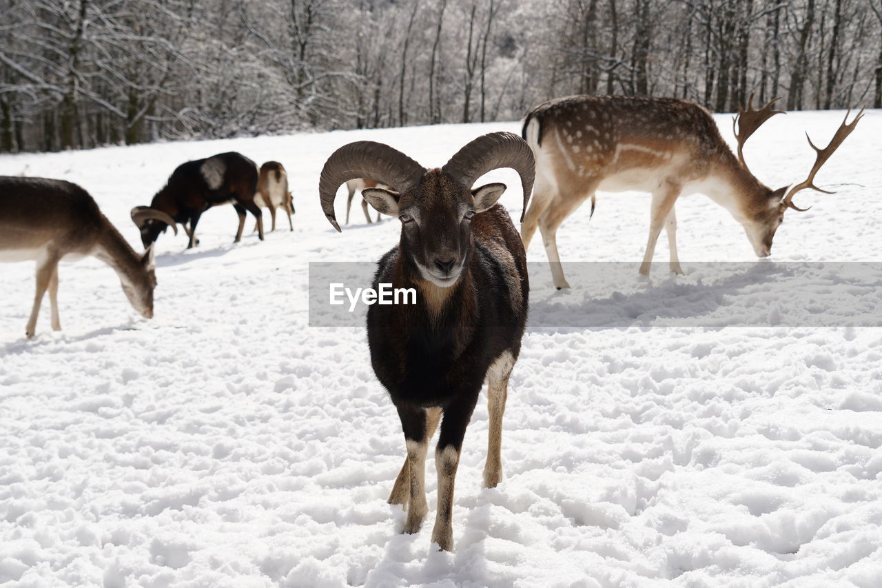 Mouflon and deer on snow covered field