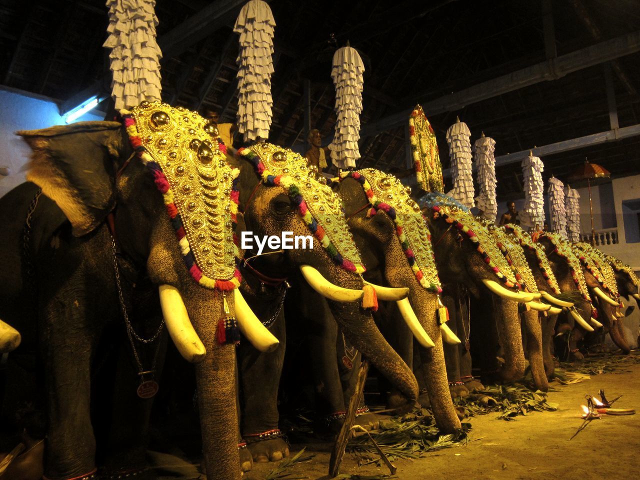 Elephants decorated during procession at temple