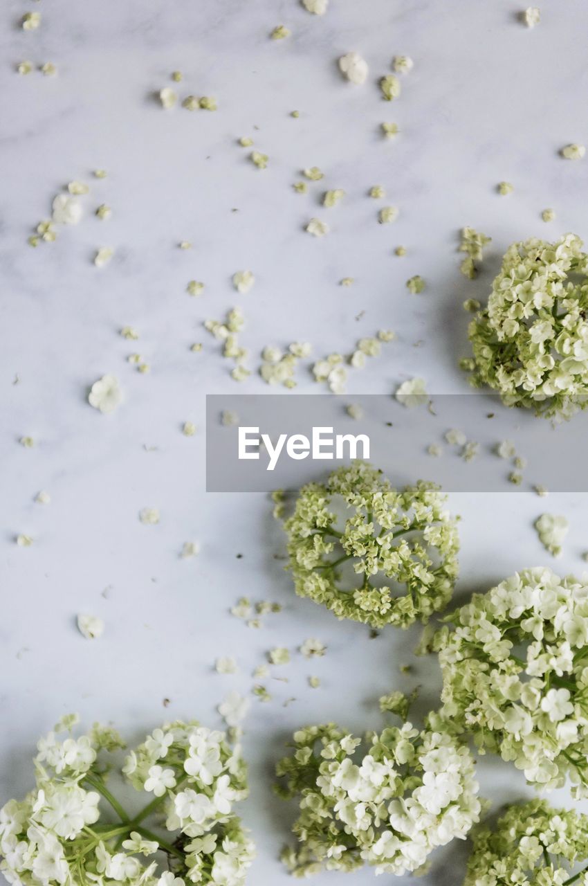 High angle view of flowers over white background