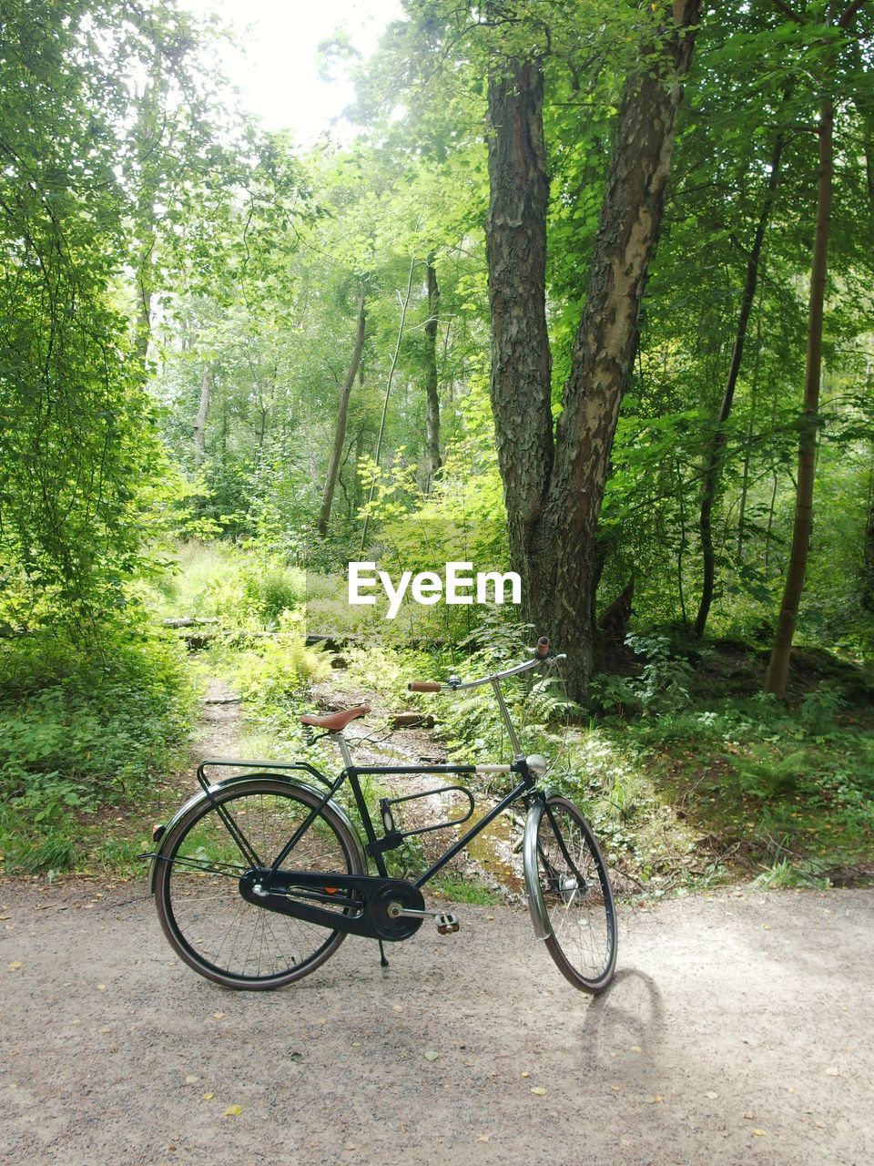 BICYCLE BY TREES