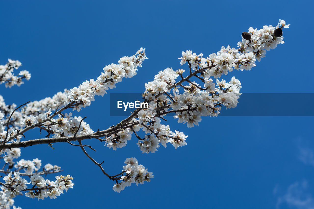 Low angle view of apple blossoms against sky