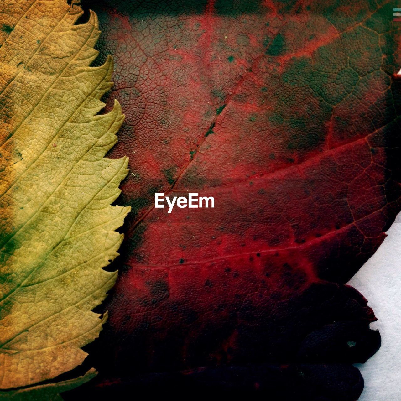 CLOSE-UP OF RED LEAVES ON TABLE