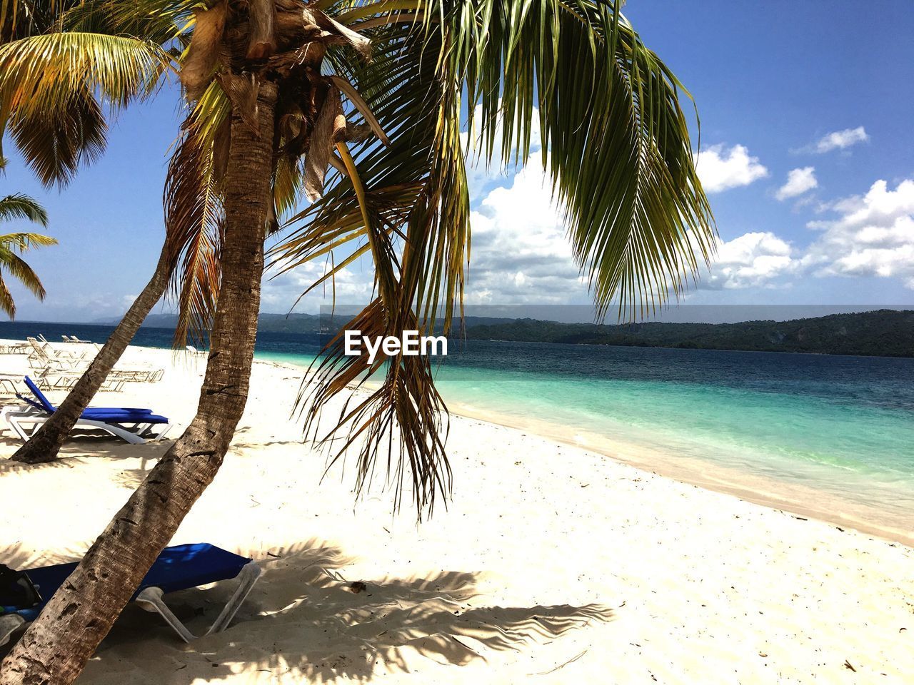 PALM TREES AT BEACH