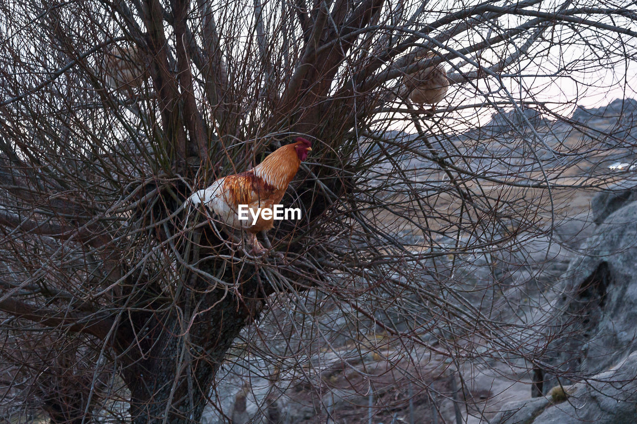 LOW ANGLE VIEW OF BIRD ON TREE