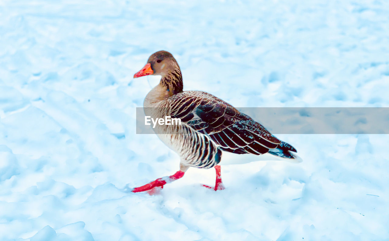 BIRD ON A LAKE