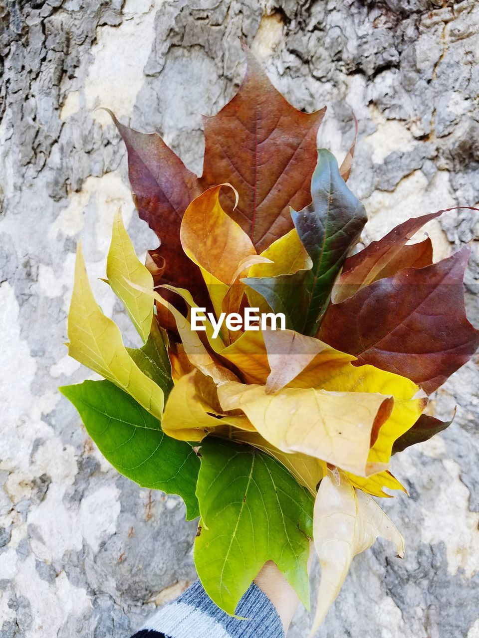 CLOSE-UP OF AUTUMN LEAVES ON GROUND