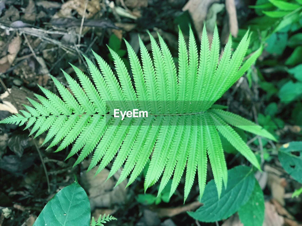 HIGH ANGLE VIEW OF PLANTS