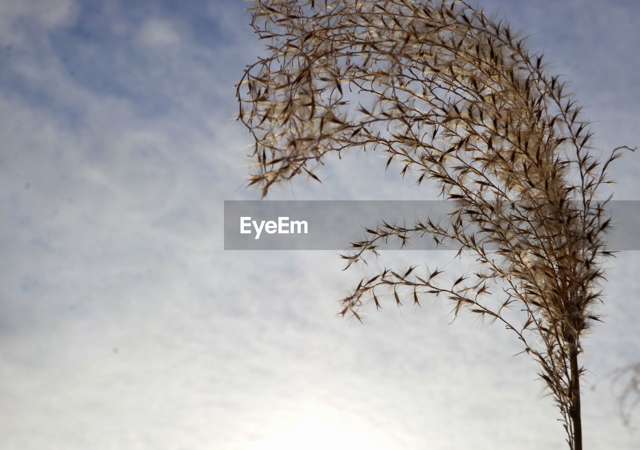 LOW ANGLE VIEW OF BRANCH AGAINST SKY