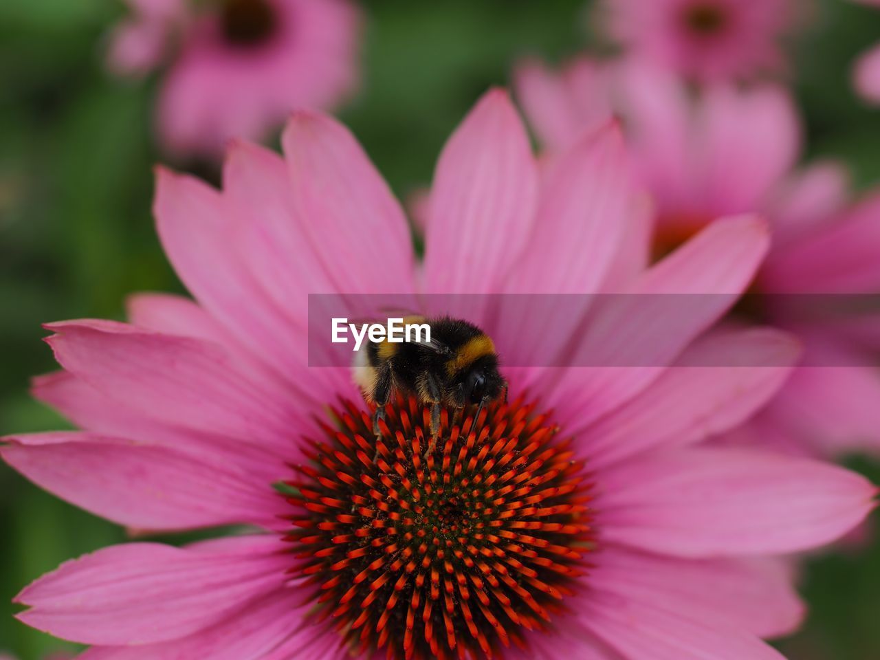 Close-up of bee on pink coneflower