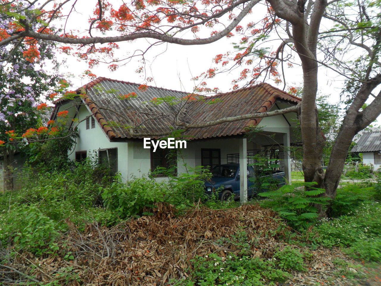 HOUSE AMIDST TREES AND PLANTS IN FRONT OF COTTAGE